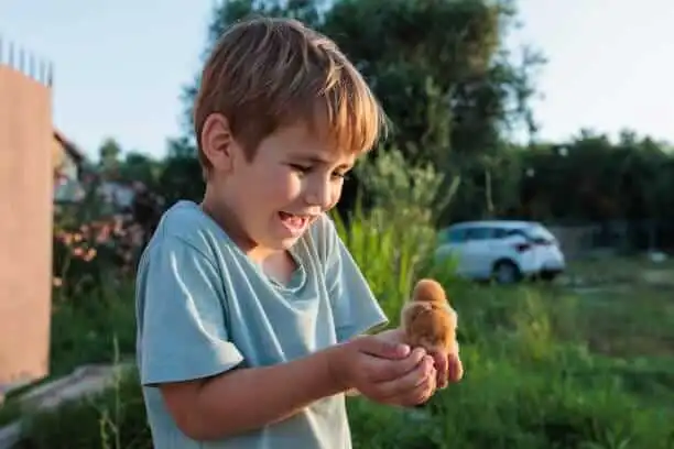 День цыпленка (Chicken Boy's Day)